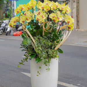 Chậu Hoa Lan Hồ Điệp Vàng Lưỡi Tím 10 Cành (T06-N17/07)