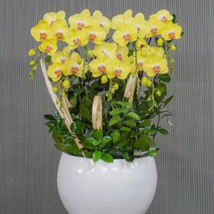 Chậu Hoa Lan Hồ Điệp Vàng Lưỡi Tím 7 Cành (T07-N18/07)