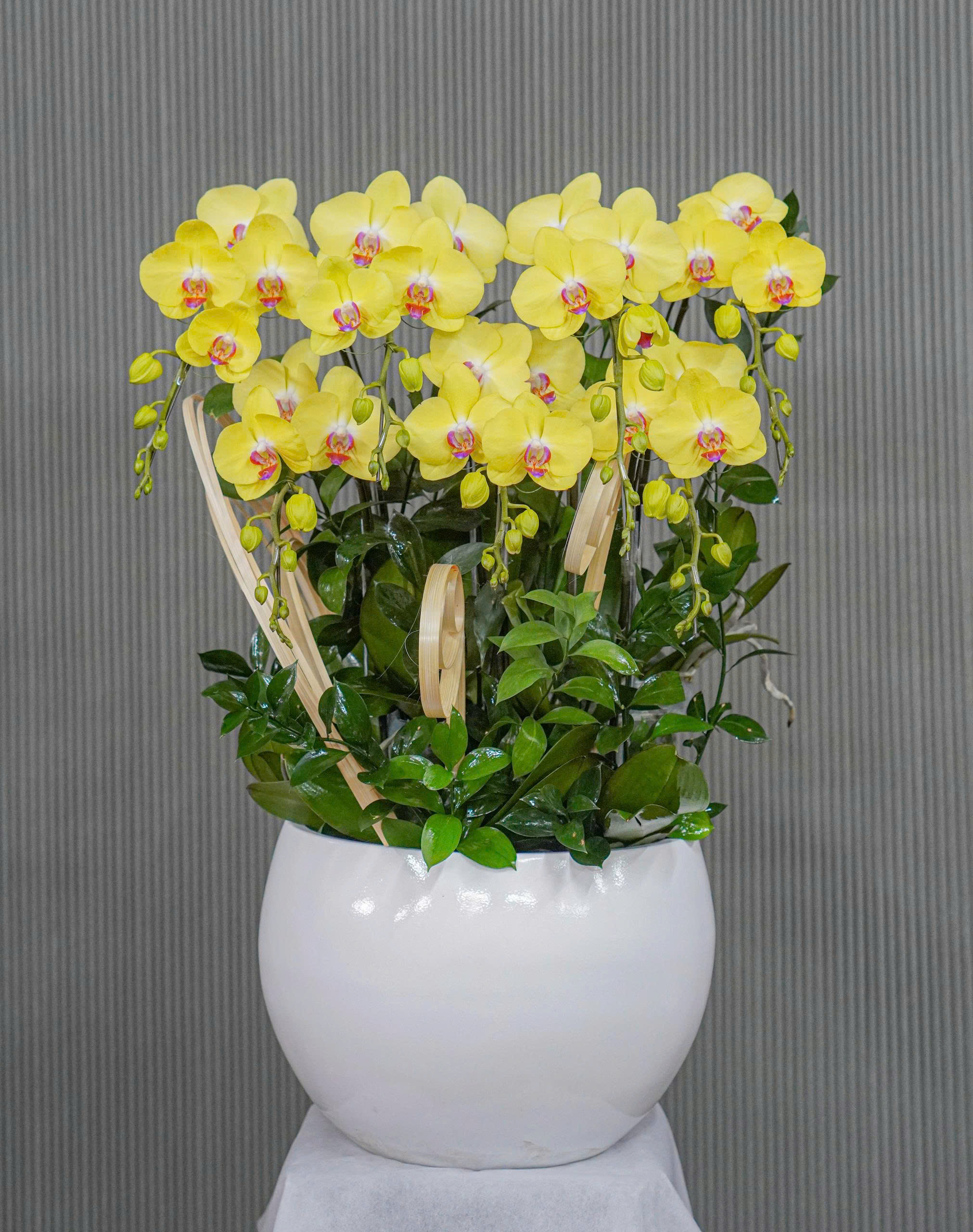 Chậu Hoa Lan Hồ Điệp Vàng Lưỡi Tím 7 Cành (T07-N18/07)
