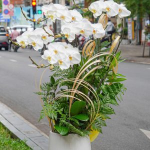Chậu Hoa Lan Hồ Điệp Trắng 5 Cành (T06-N17/07)